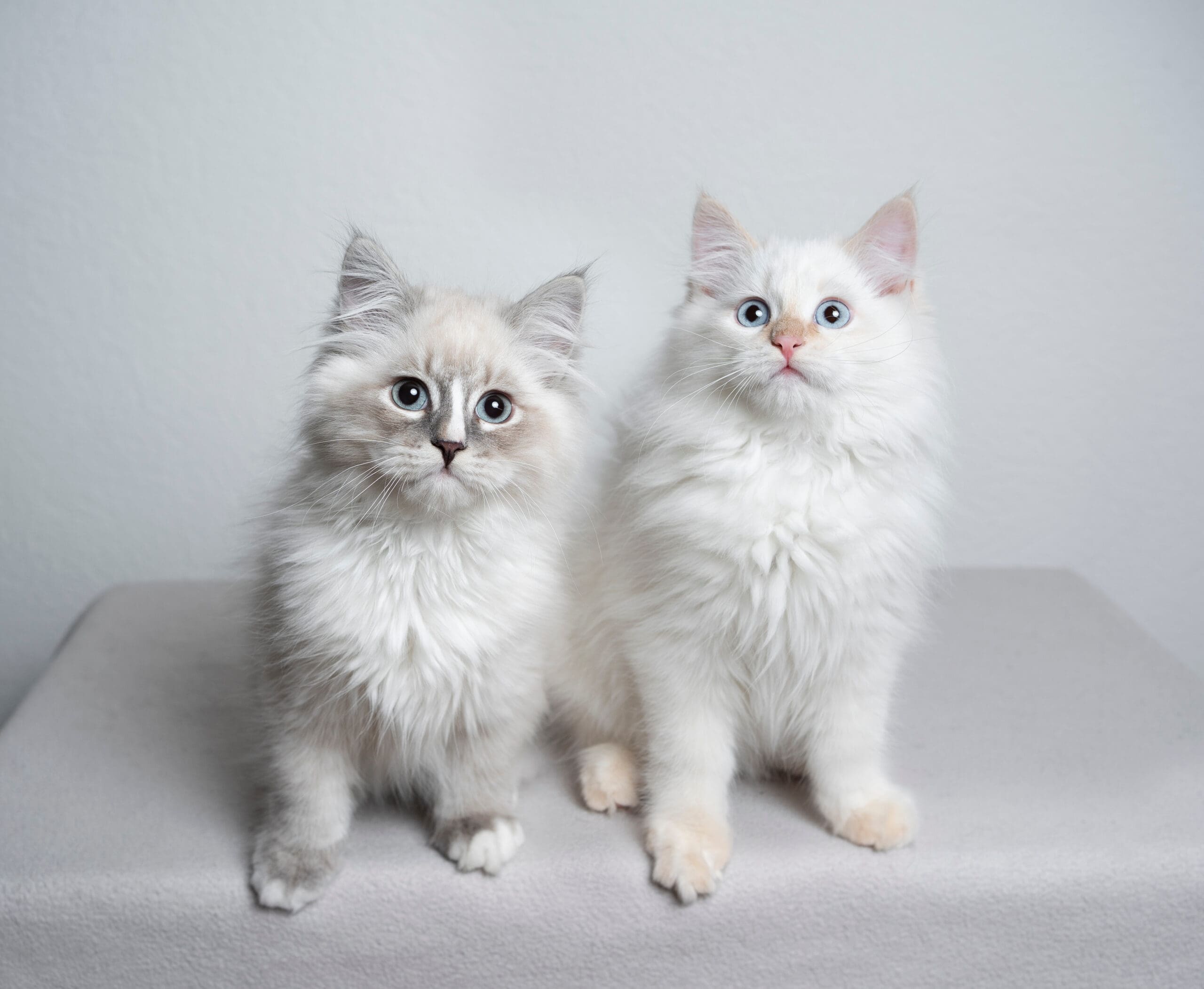 ragdoll kittens – Rarity Ragdolls