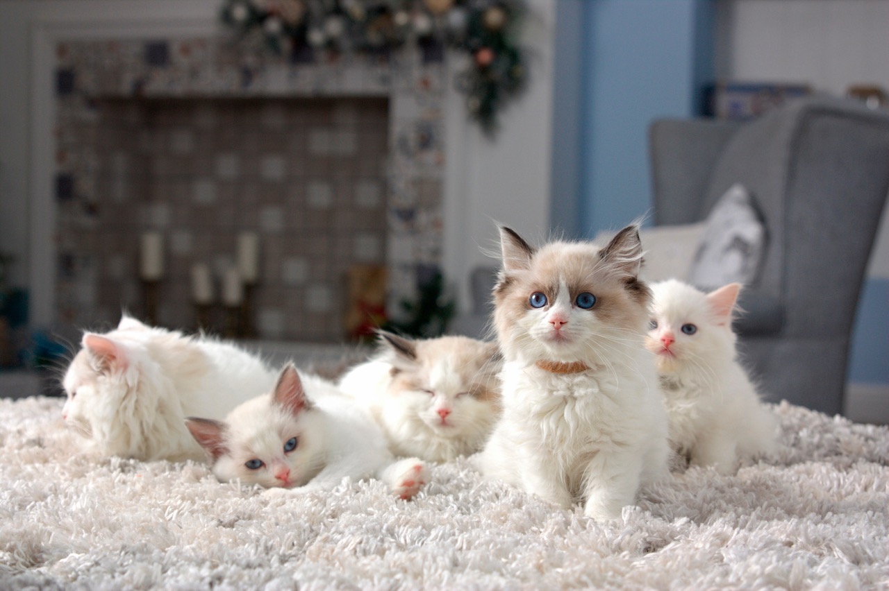 Ragdoll cat colors in kittens are sitting on a blanket in a room with a fireplace in the background