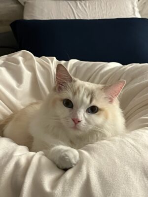 Annie, Retired Queen, Blue Cream Tortie Ragdoll 