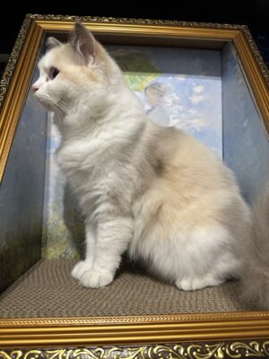 Ginger, Queen, Blue Cream Tortie Ragdoll