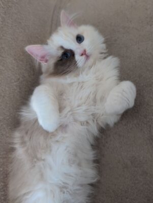 Chocolate Cream Tortie Ragdoll