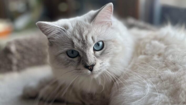 Celeste, Queen, Silver Ragdoll, Seal Lynx Point