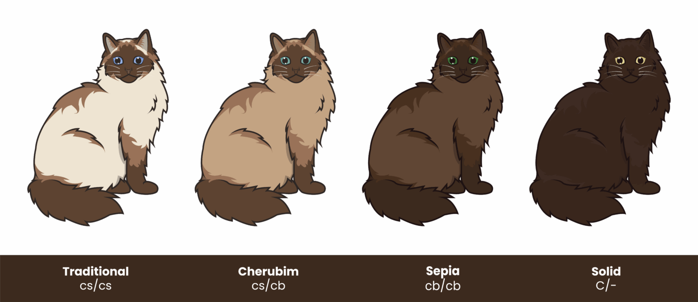 Diagram comparing Traditional, Cherubim, Sepia, and Solid Ragdolls with coat shading, eye color, and genetic codes (cs/cs, cs/cb, cb/cb, C/–)
