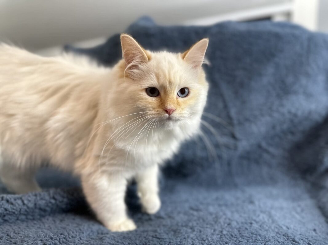 Onyx, Retired King, Red Mitted