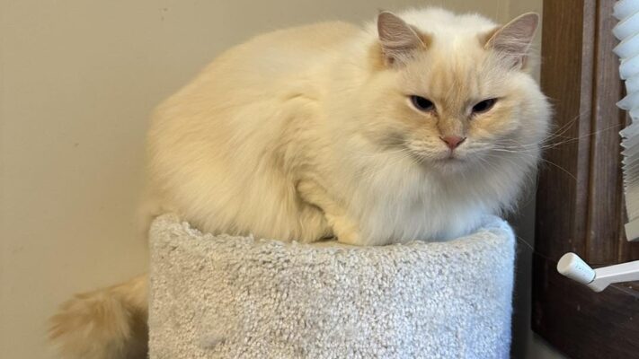 Red Ragdoll (Flame) Cats: Why Orange Cat Lovers Adore Them 1 Tiger, Rarity Ragdolls Alumni, Red Ragdoll Mitted